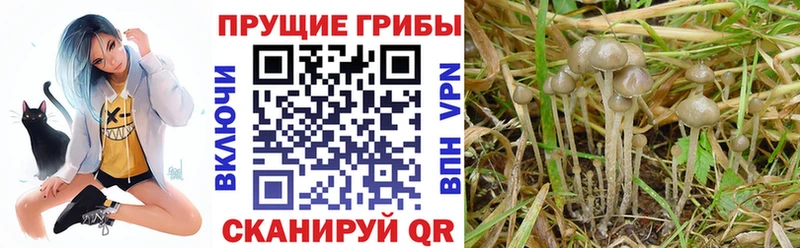 наркота  Нижний Новгород  Галлюциногенные грибы Psilocybine cubensis 